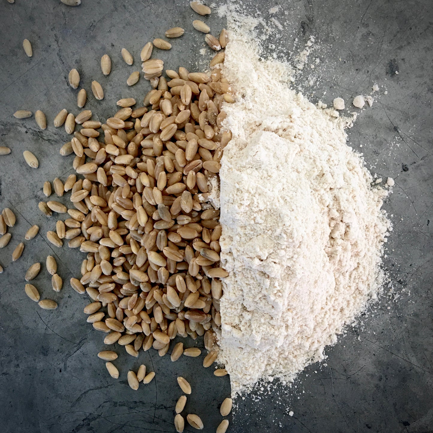 Patwin Hard White Winter Wheat Kernels